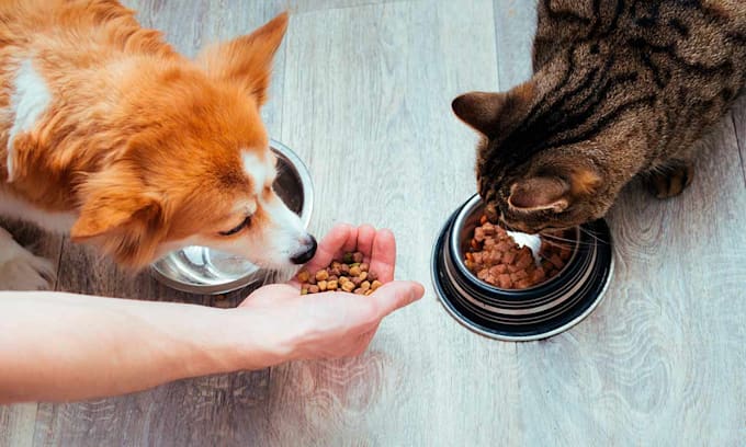 feeding time: dog and cat eating together