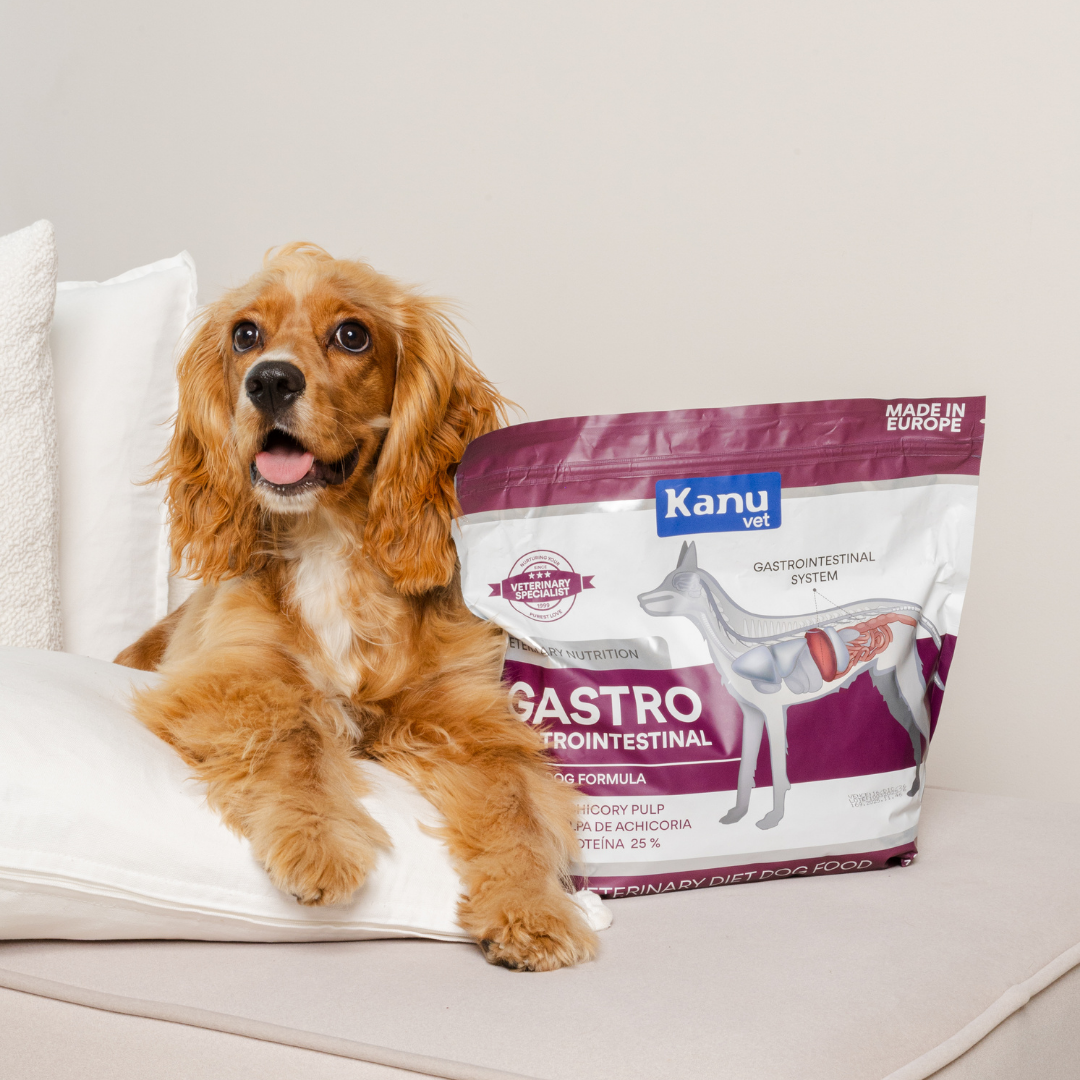 golden spaniel with vet gastrointestinal dog food