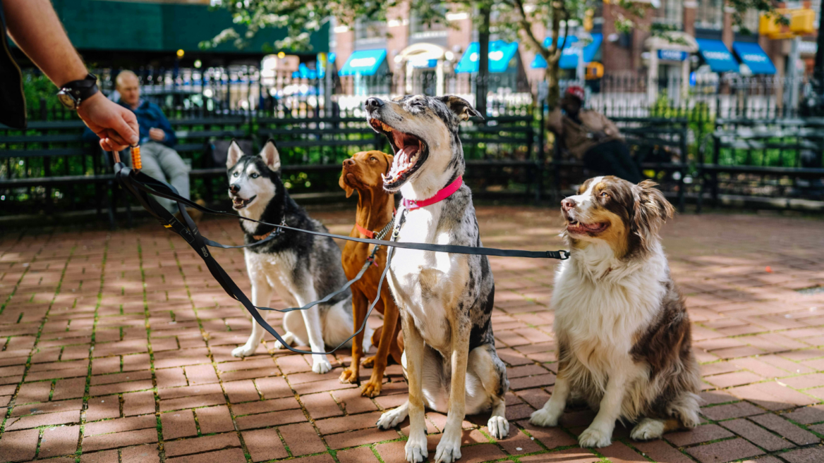 four leashed dogs in a sunny urban park