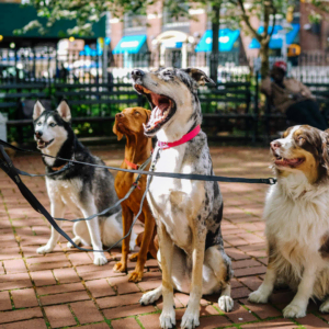four leashed dogs in a sunny urban park