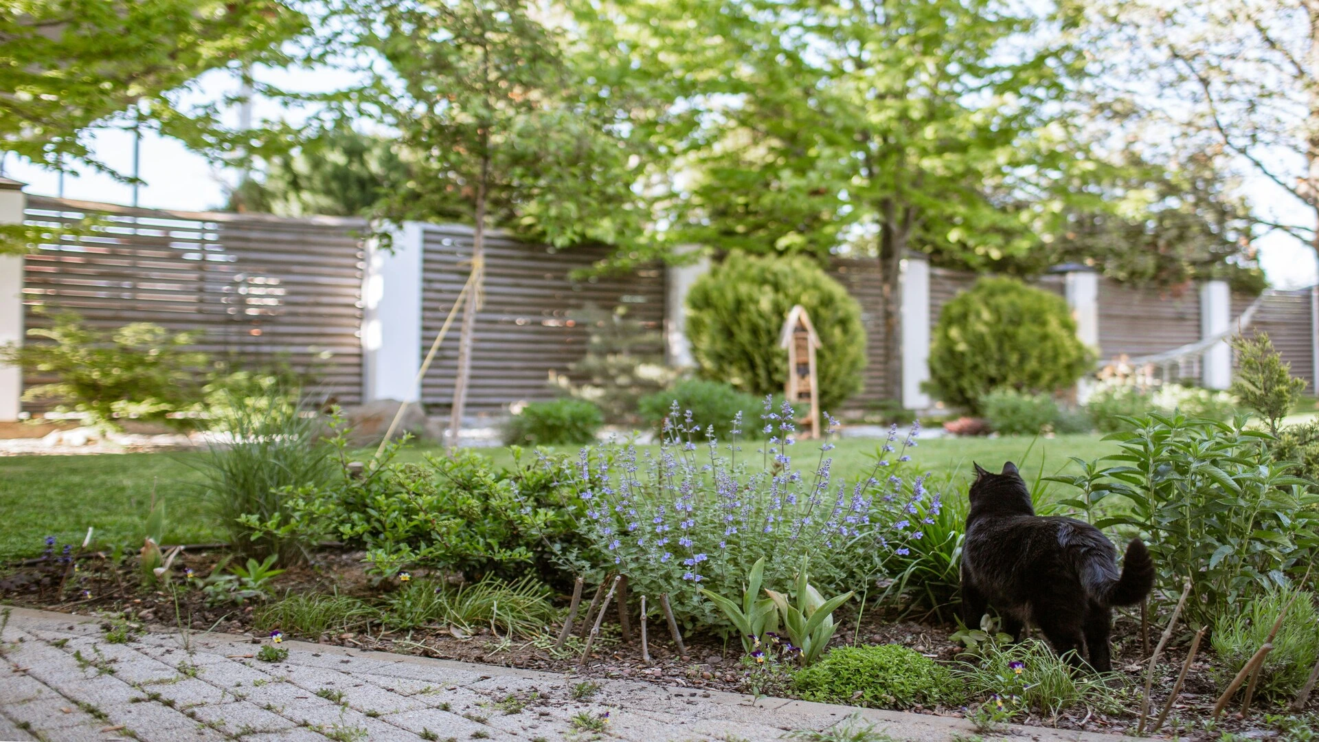 chat noir observant le jardin ensoleillé