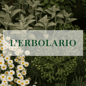 giardino di margherite e foglie argentate lerbolario