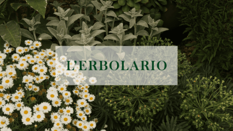 giardino di margherite e foglie argentate lerbolario