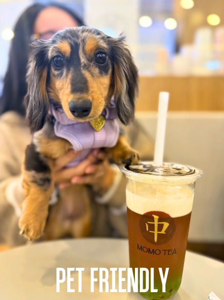 teckel petit dans café pet friendly avec thé momo tea