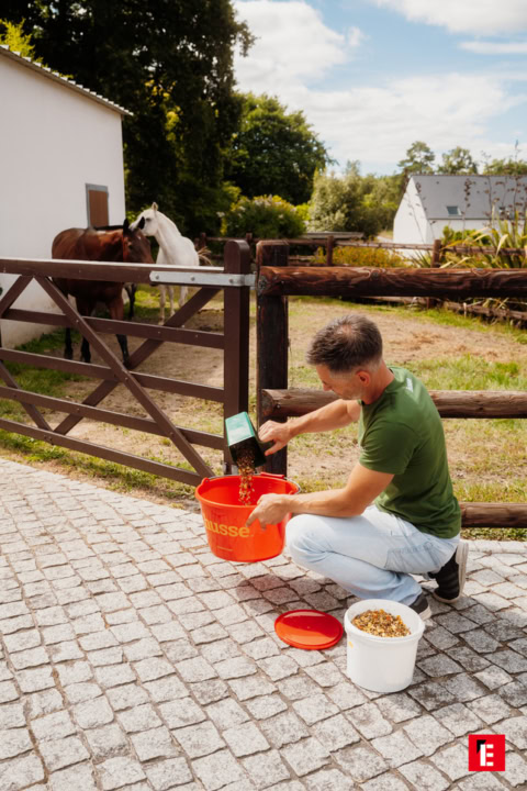 distribution de granulés aux chevaux