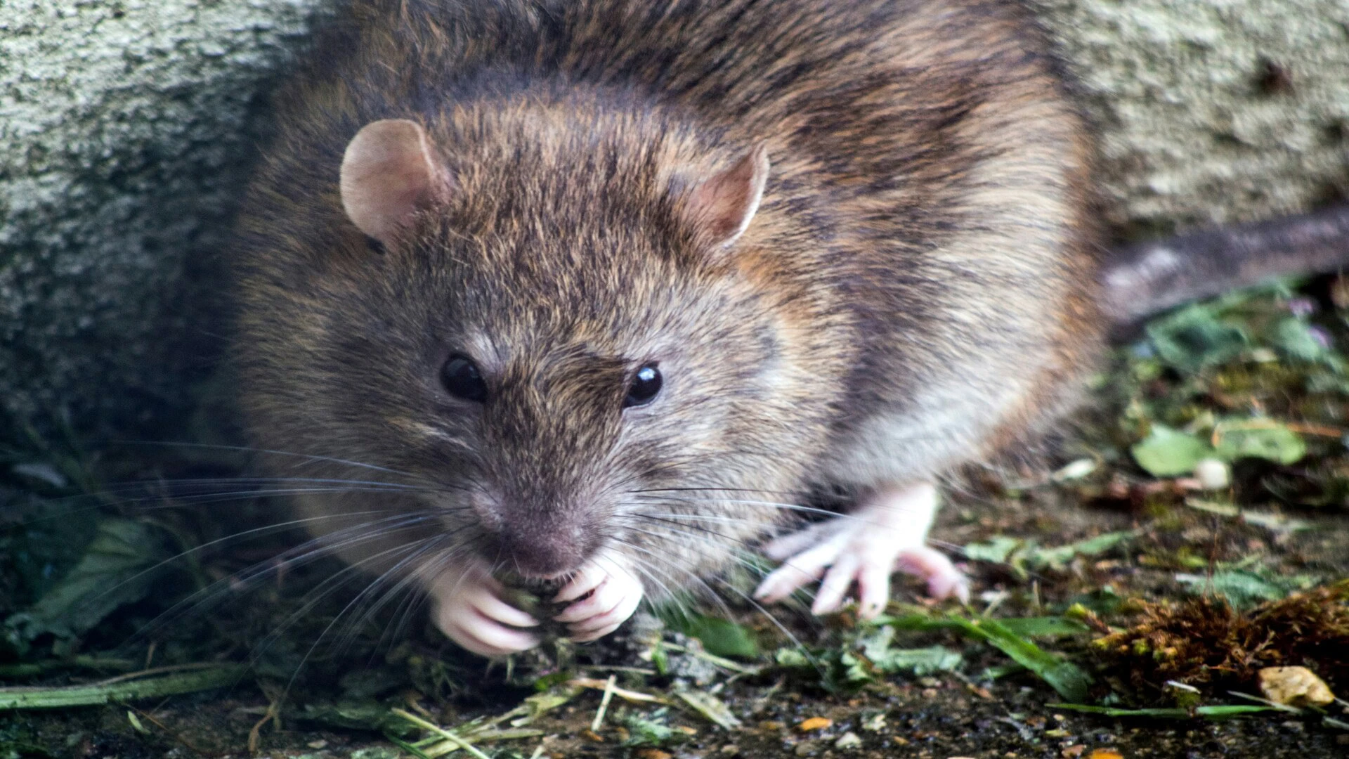 rat brun en gros plan mangeant