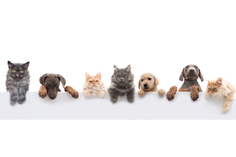 adorable puppies and kittens on white ledge