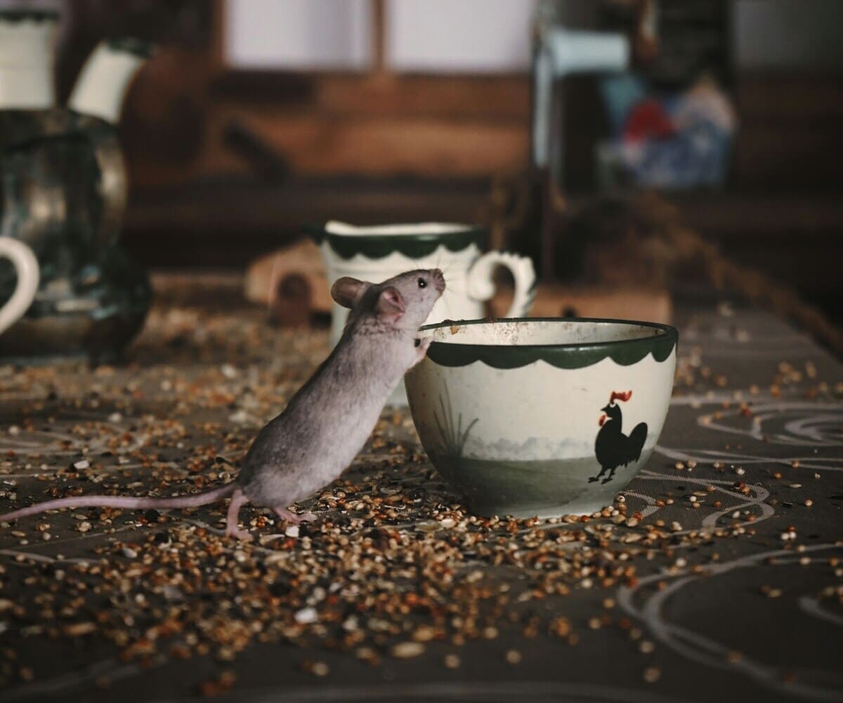 souris grise explorant un bol de graines