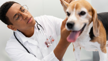 consulta veterinaria: examen cuidadoso de beagle