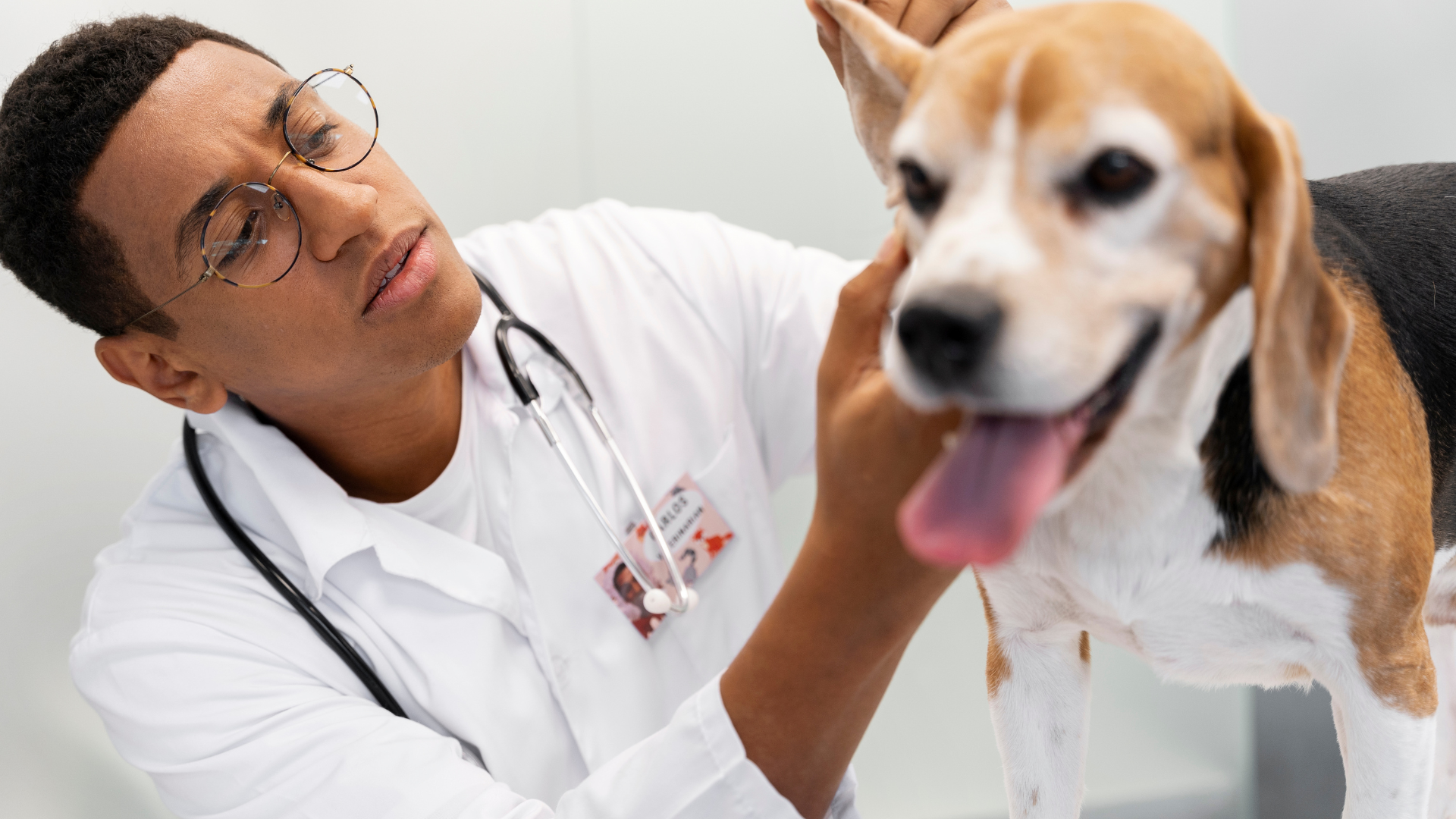 consulta veterinaria: examen cuidadoso de beagle