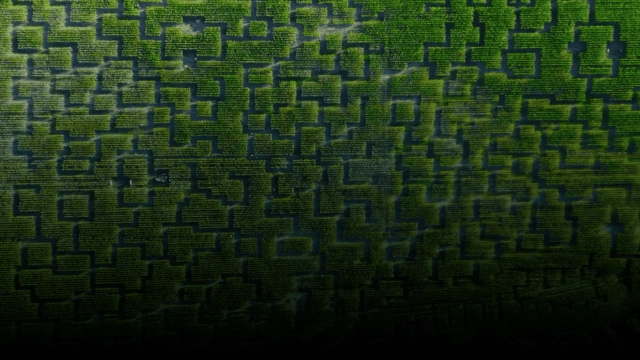 labyrinthe champs de maïs