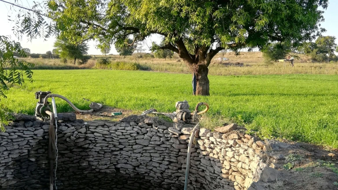 champ irrigué, grand arbre et puits en pierre