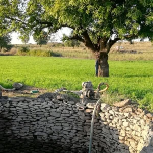 champ irrigué, grand arbre et puits en pierre