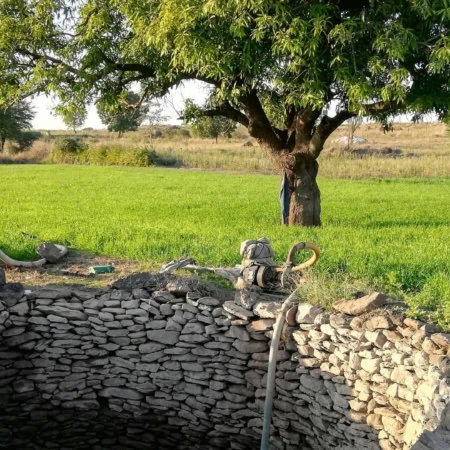 champ irrigué, grand arbre et puits en pierre