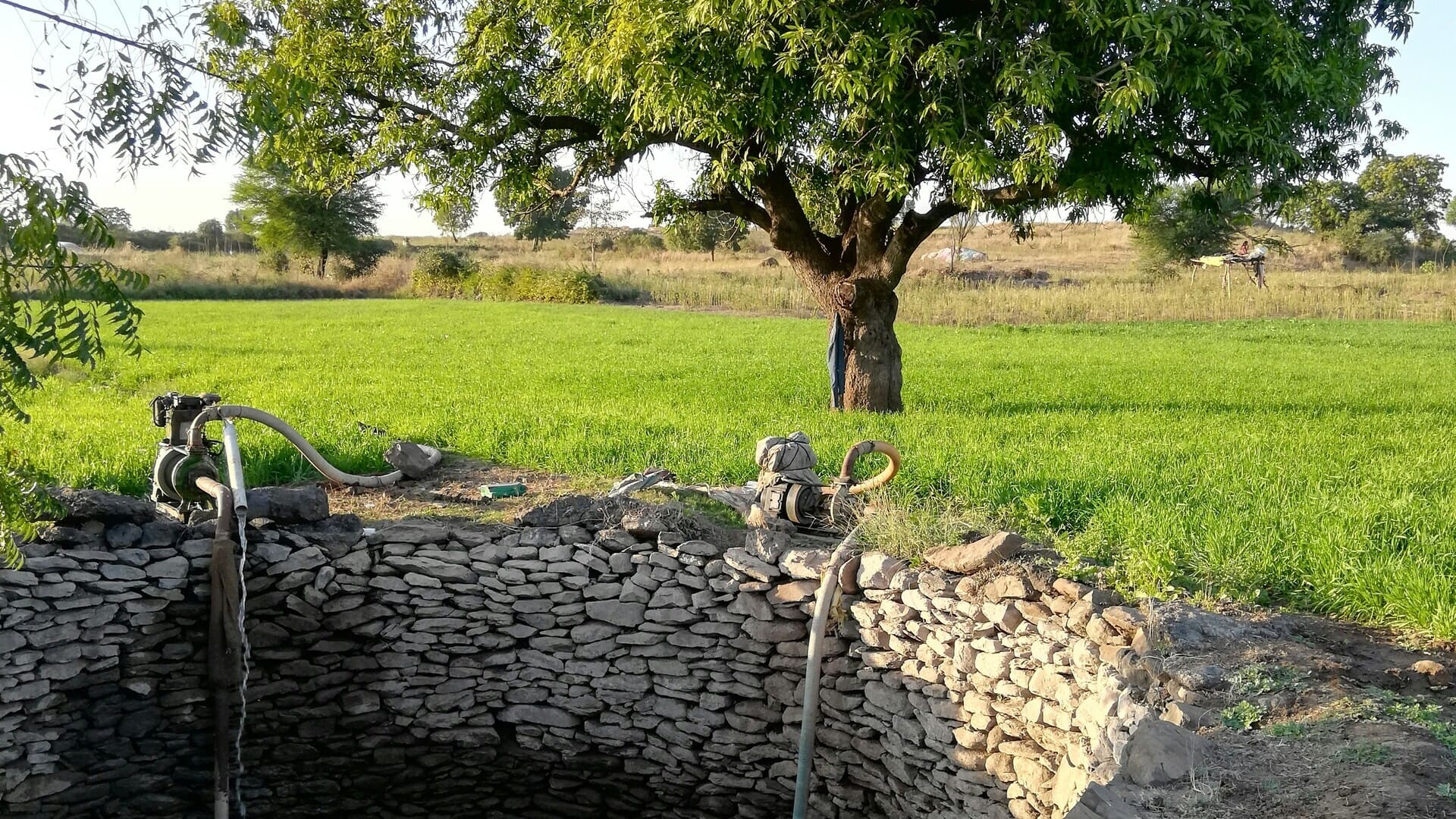 champ irrigué, grand arbre et puits en pierre