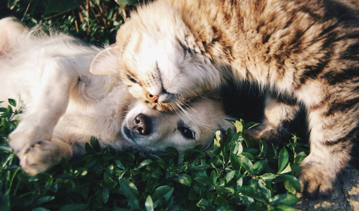 chien blanc et chat tigré en câlin au soleil