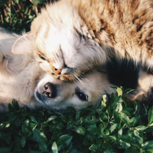chien blanc et chat tigré en câlin au soleil