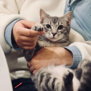 gattino soriano grigio in braccio con dolcezza