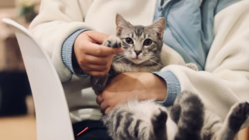 gattino soriano grigio in braccio con dolcezza