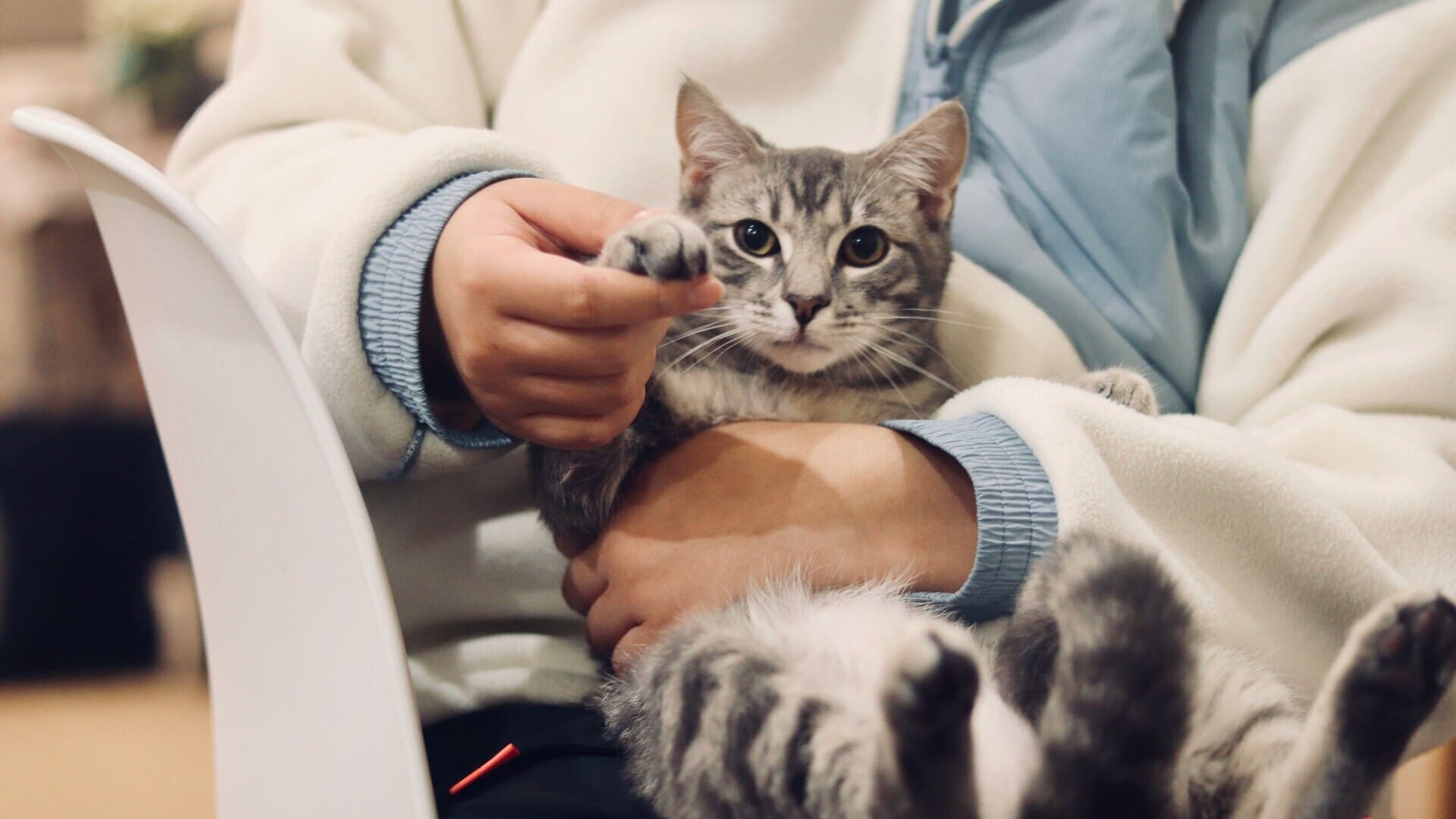 gattino soriano grigio in braccio con dolcezza