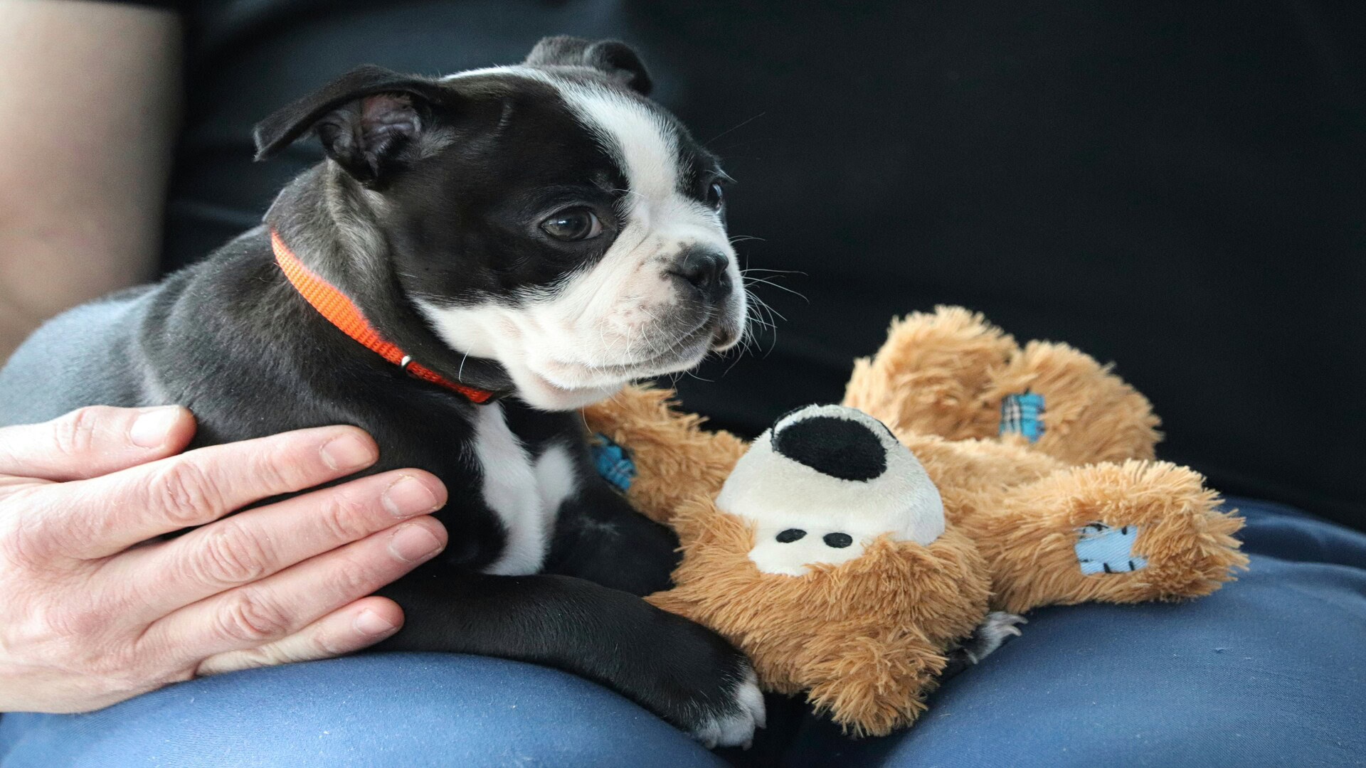 black and white puppy with teddy bear