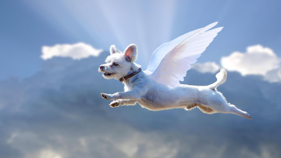 chien ange volant dans le ciel bleu