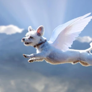 chien ange volant dans le ciel bleu