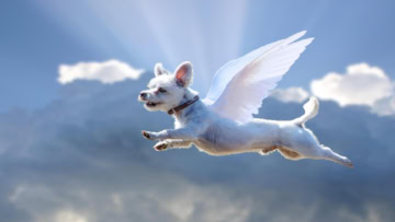 chien ange volant dans le ciel bleu