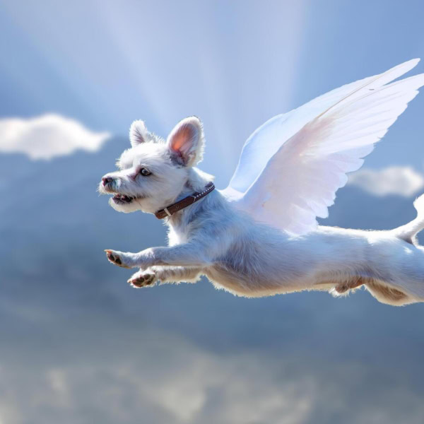 chien ange volant dans le ciel bleu