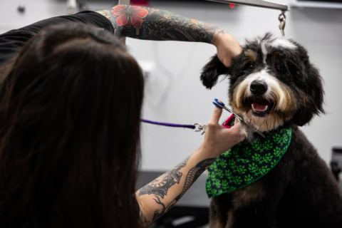 tatouée groomer trimming fluffy dog in salon