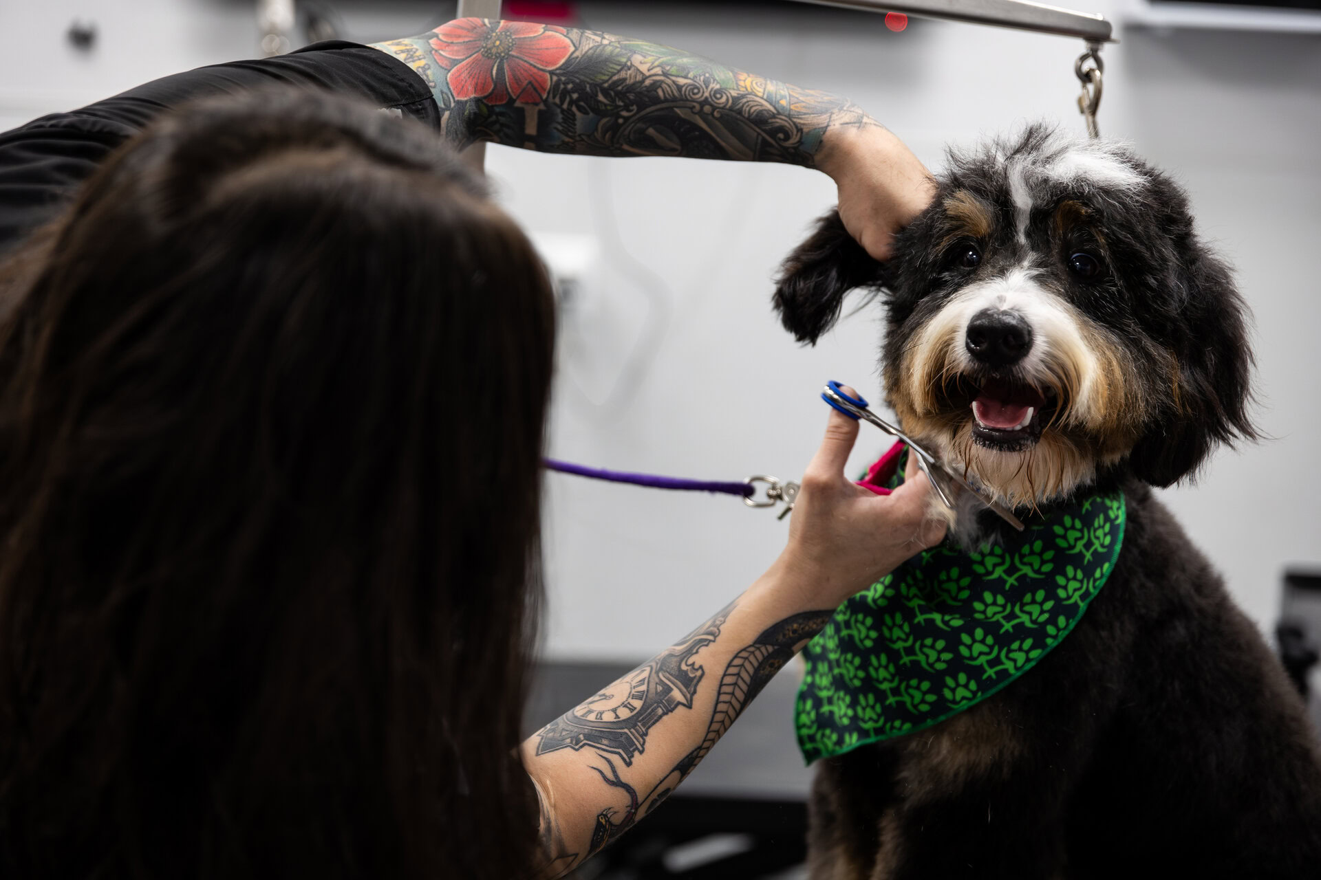 tatouée groomer trimming fluffy dog in salon