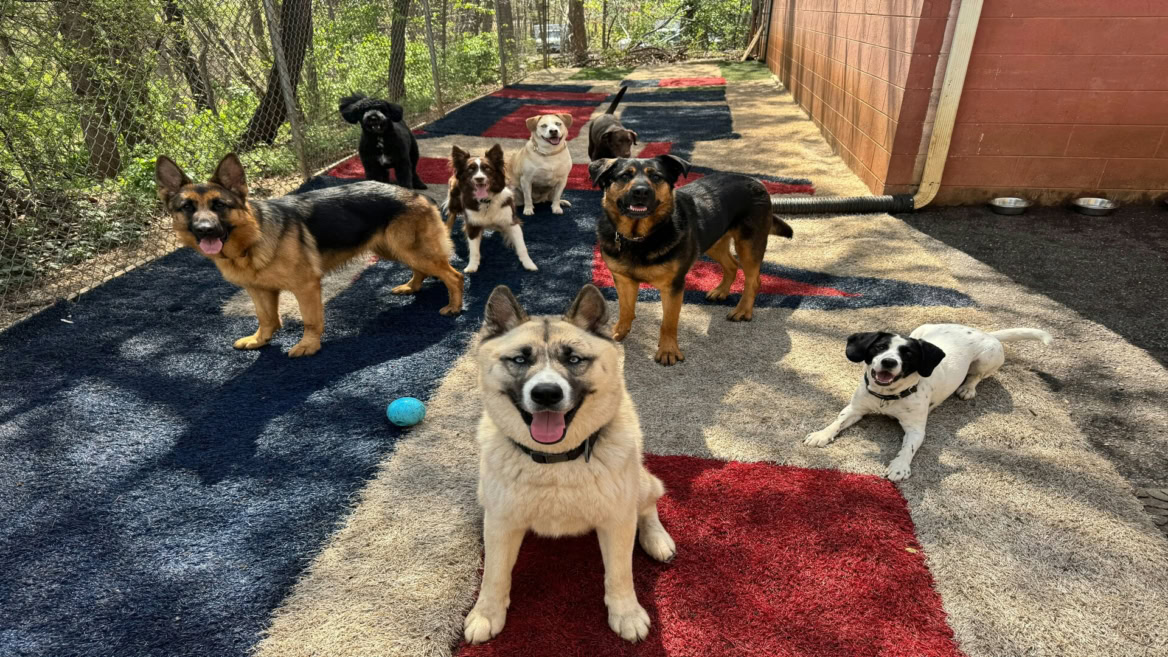 seven dogs playing in a sunny kennel