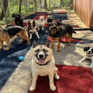 seven dogs playing in a sunny kennel