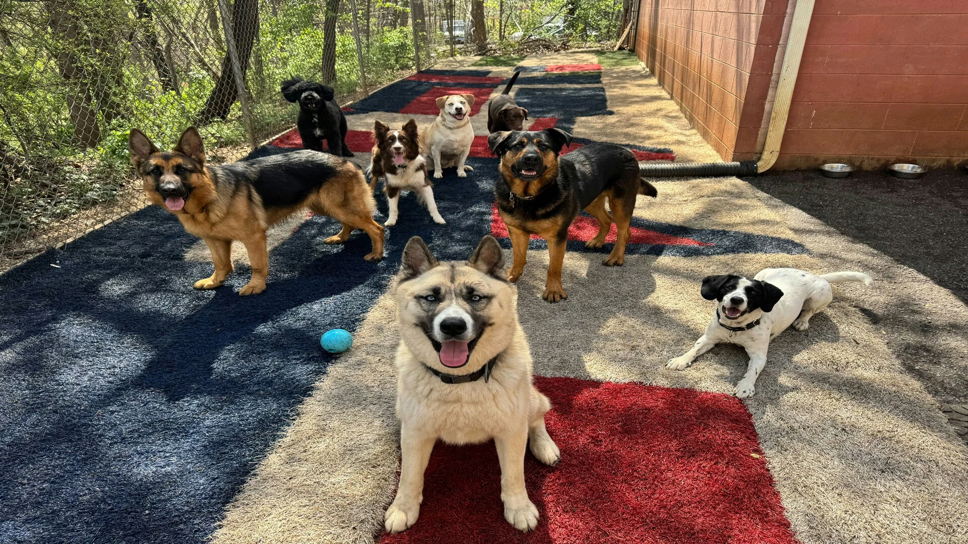 seven dogs playing in a sunny kennel