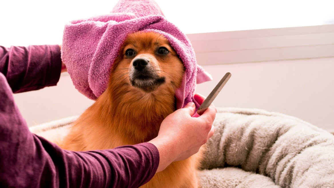 cane in toelettatura con asciugamano rosa