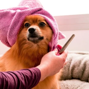 cane in toelettatura con asciugamano rosa