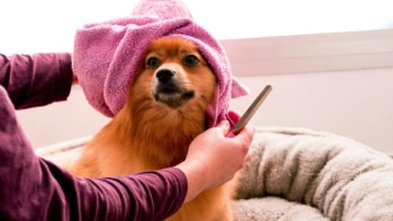 cane in toelettatura con asciugamano rosa