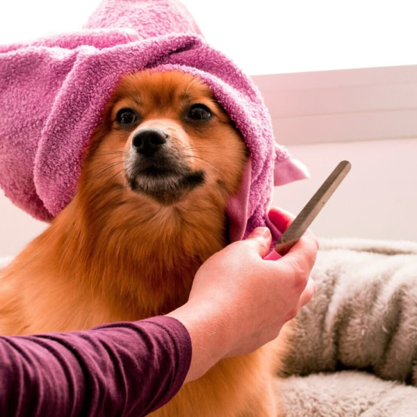 cane in toelettatura con asciugamano rosa