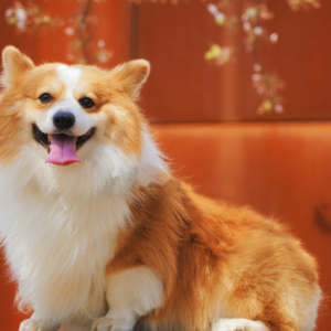 portrait de corgi fluffy au fond orange