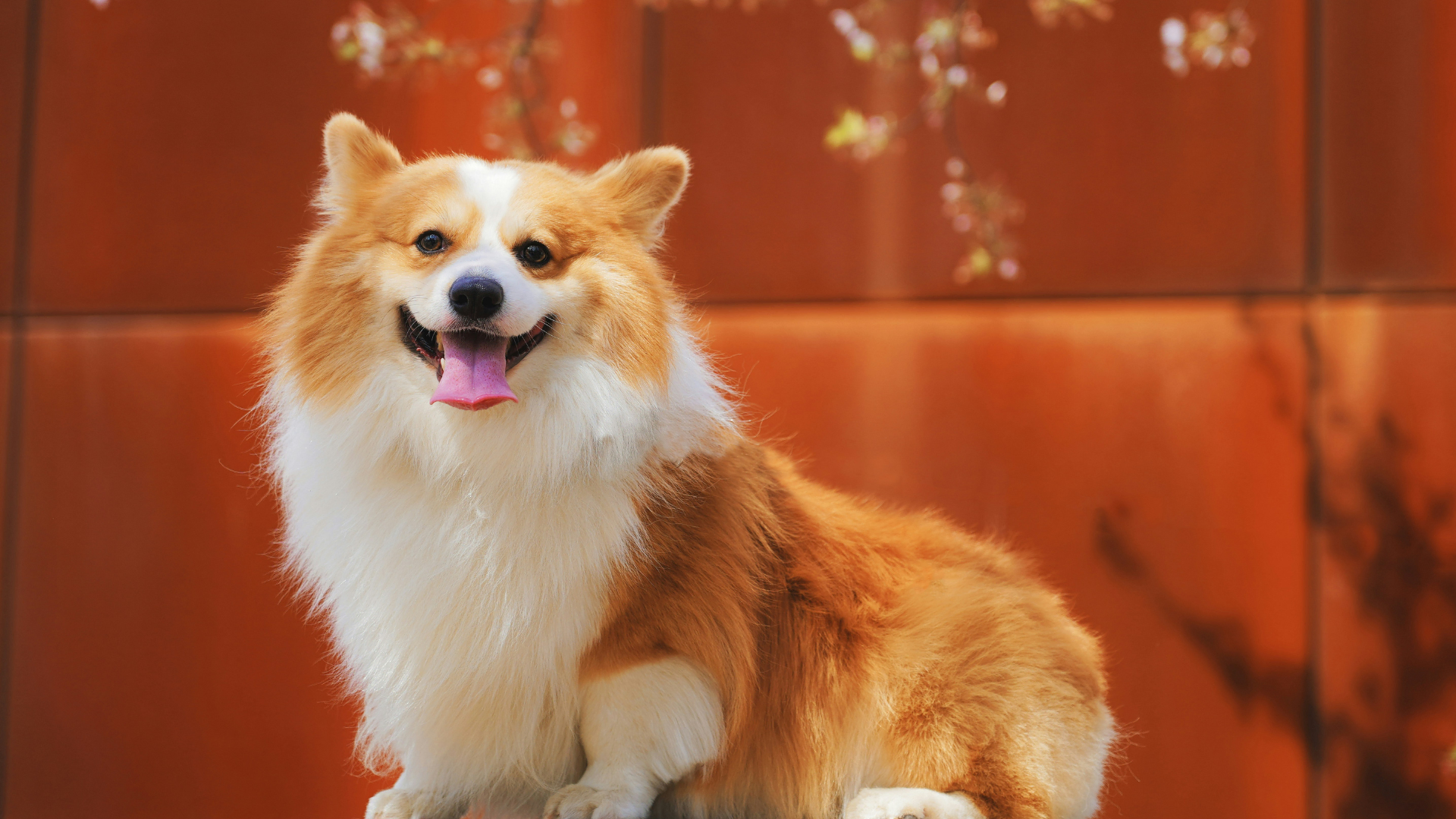 portrait de corgi fluffy au fond orange