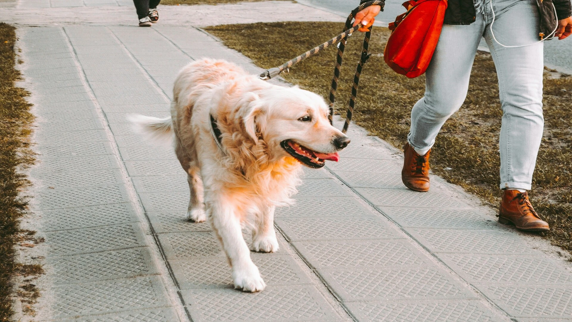 golden retriever en promenade, trottoir ensoleillé
