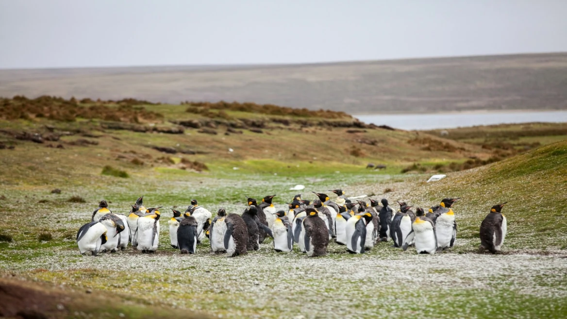 king penguins on a windswept subantarctic plain