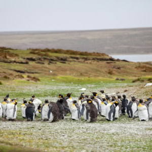 king penguins on a windswept subantarctic plain