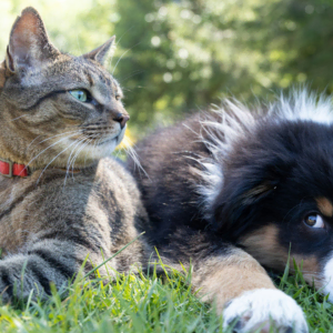 sunny cat and puppy resting together in grass