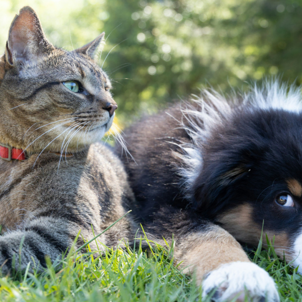 sunny cat and puppy resting together in grass