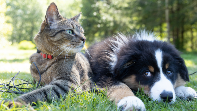 sunny cat and puppy resting together in grass
