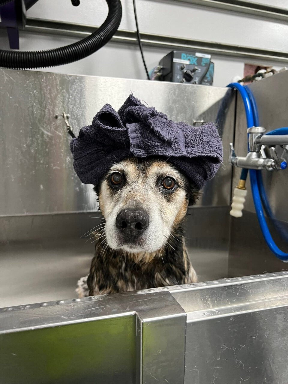 wet dog in grooming station with towel hat