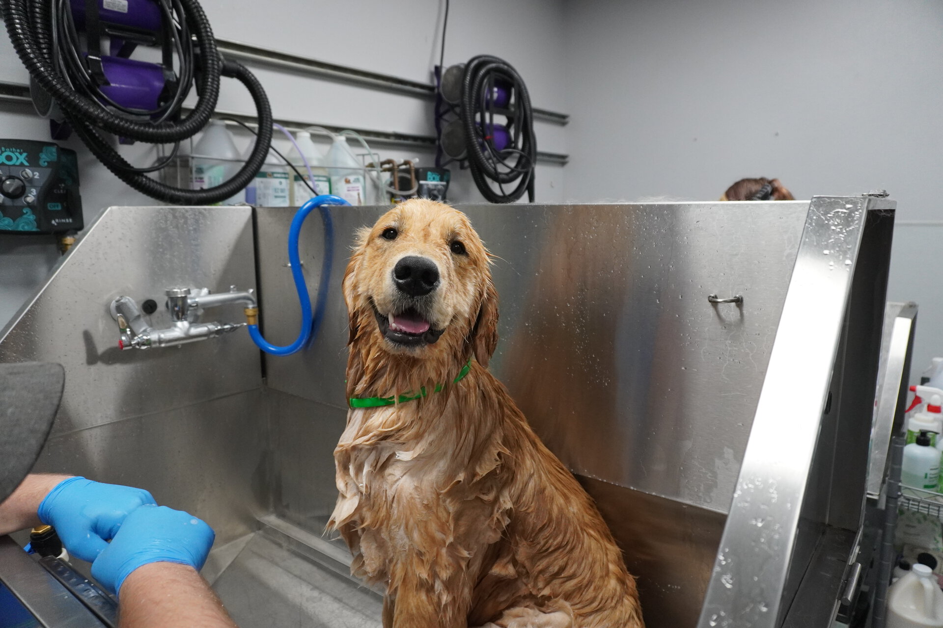 golden retriever bathing in grooming tub