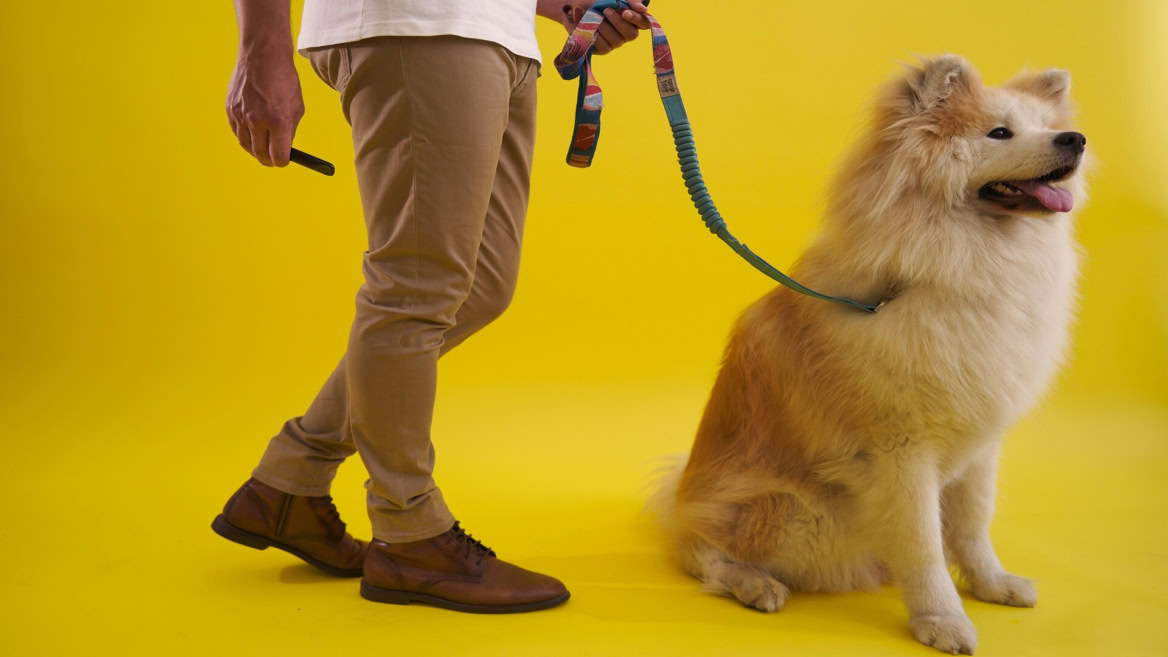 fluffy cream dog on yellow studio background