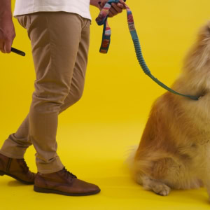 fluffy cream dog on yellow studio background